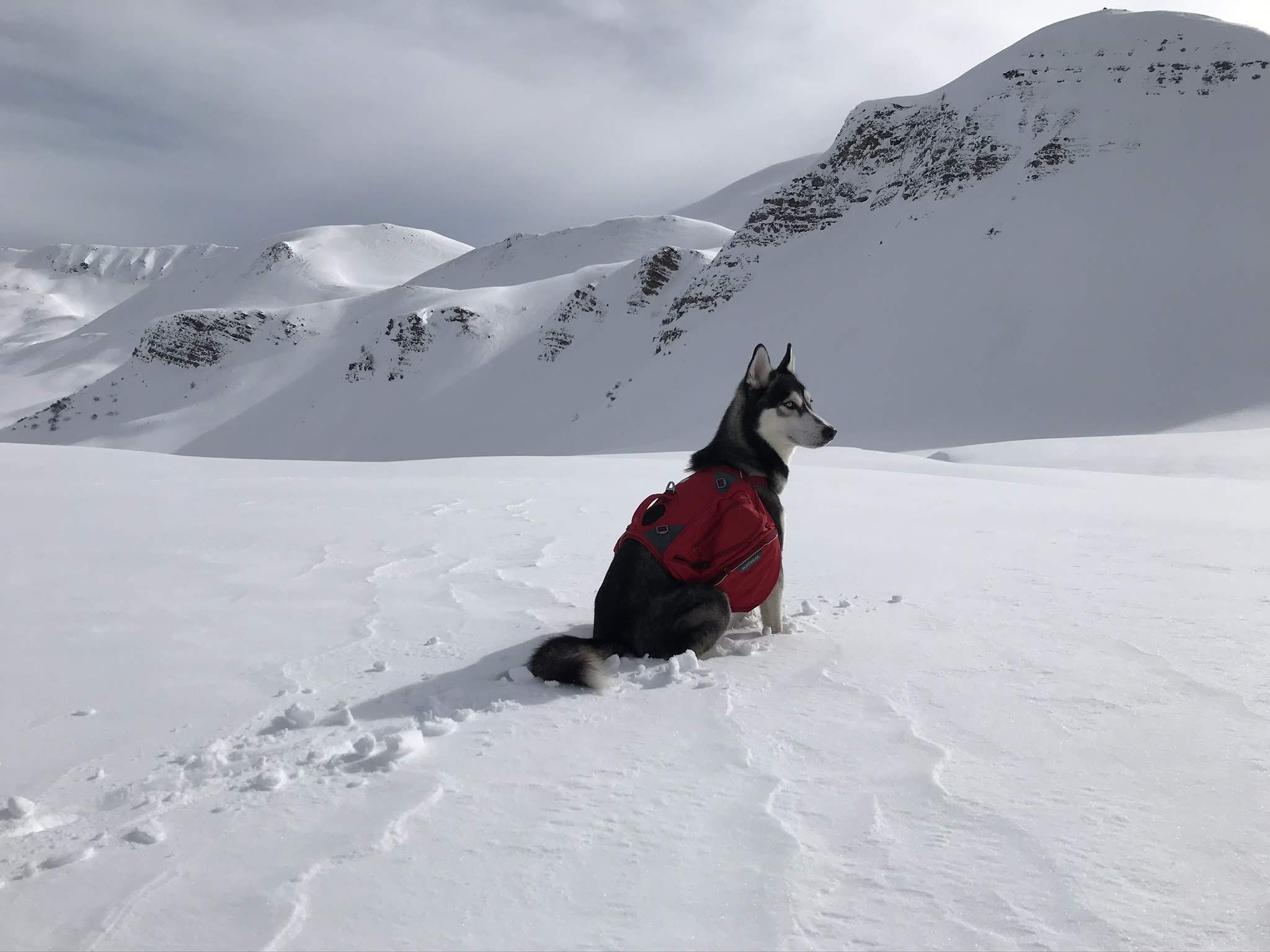 Wolfie